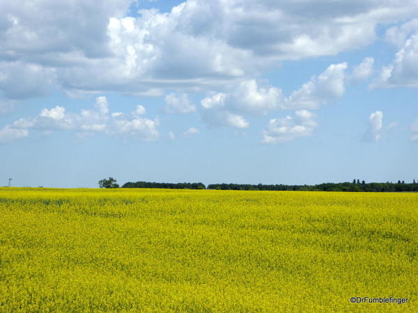 01 Trip to Calgary. Canola field, Manitoba (5)