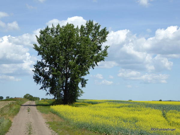 01 Trip to Calgary. Canola field, Manitoba (6)