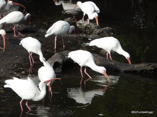 01 White Ibis