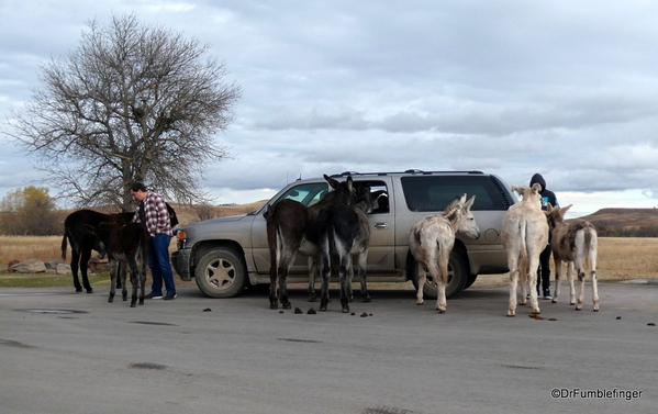 01 Wild Burros in Custer State Park