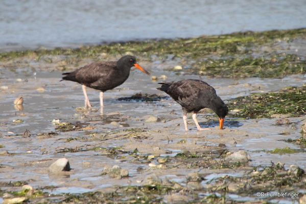 01 black oystercatcher