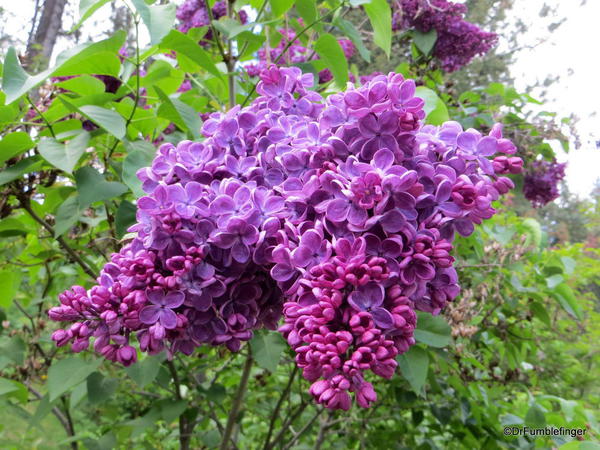 Spokane Lilac Garden, Manito Park