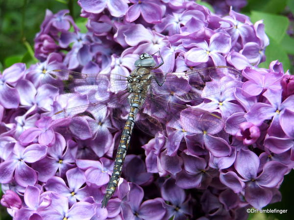 Spokane Lilac Garden, Manito Park