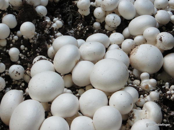 Display showing how mushrooms grow, the Forks Market, Winnipeg