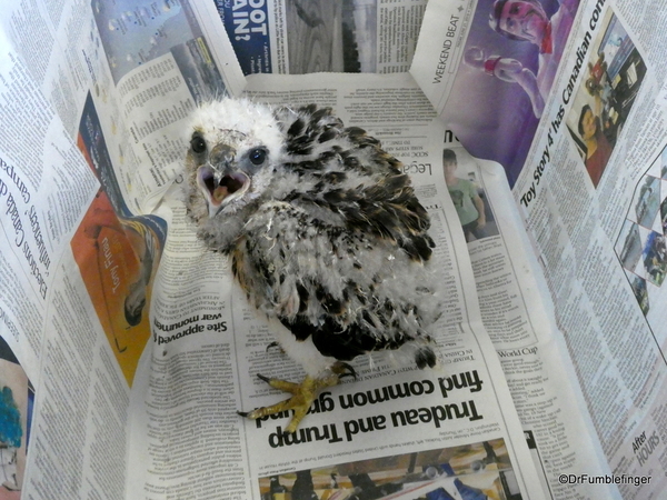 01b Birds of Prey Center, Coaldale