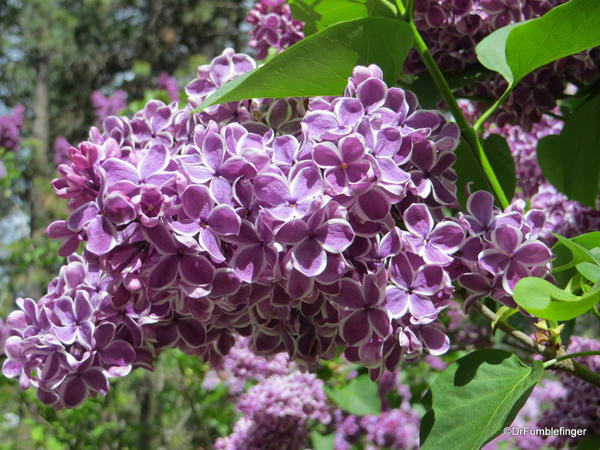 Spokane Lilac Garden, Manito Park