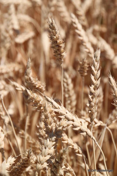 020 Wheat fields, Twin Falls