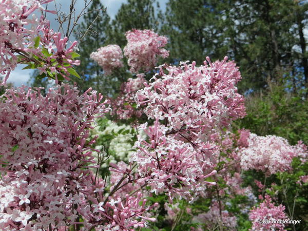 Spokane Lilac Garden, Manito Park