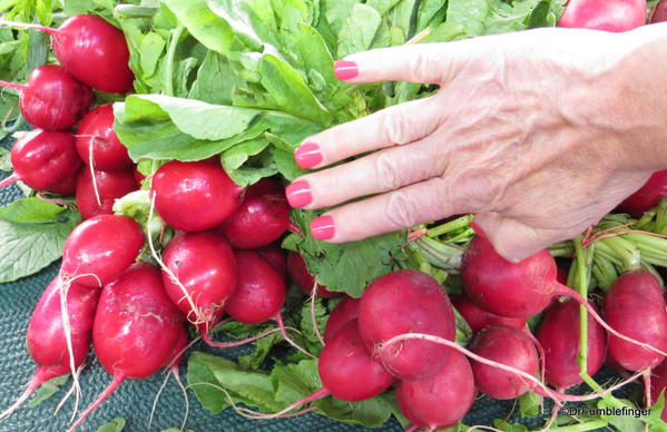 Radishes, St Catharines Market, Niagara Peninsula, Ontario