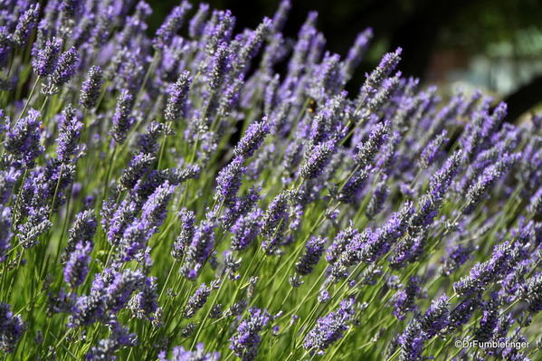 Street Scenes, El Calafate. Lavander