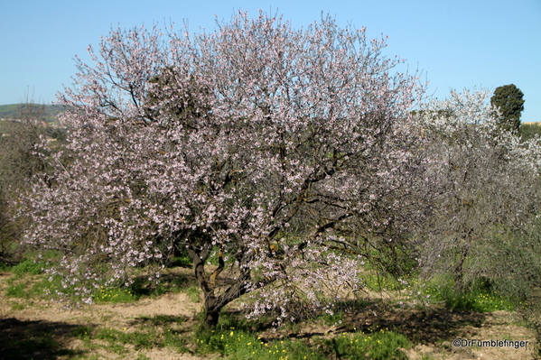 02 Almond blossoms, Agrigento