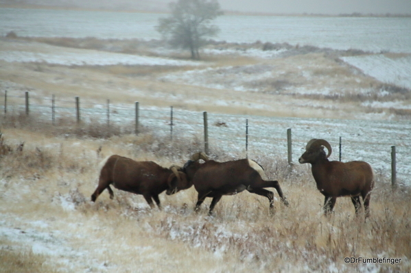 02 Bighorn Sheep SD Badlands