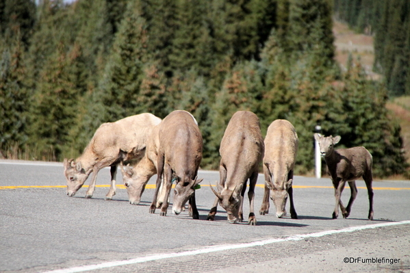 02 Bighorn Sheep, Highwood Pass