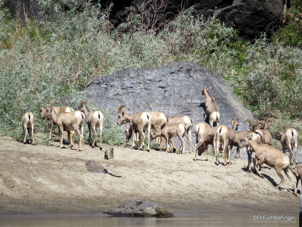 02 Bighorn Sheep, Snake River