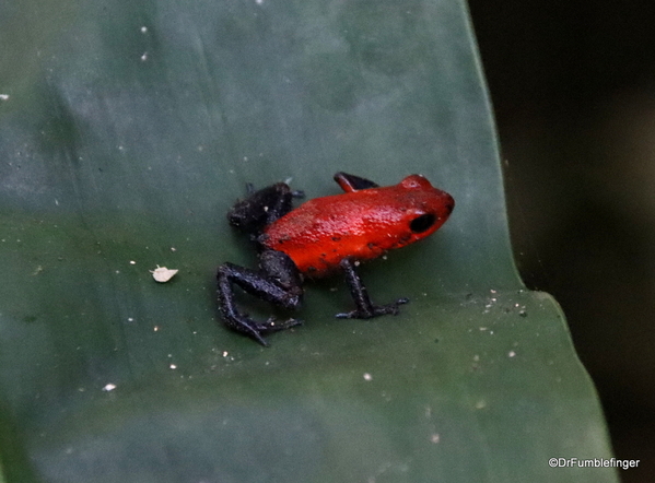 02 Blue Jeans Poison Dart Frog, Bogarin Trail