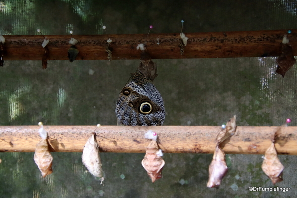 02 Butterfly garden at Guapiles (7)