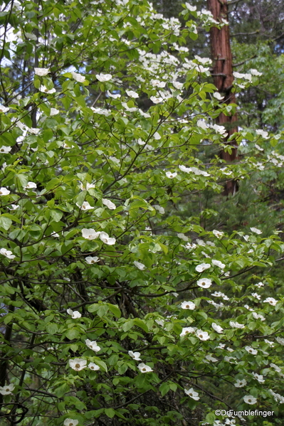 02 Dogwood Yosemite