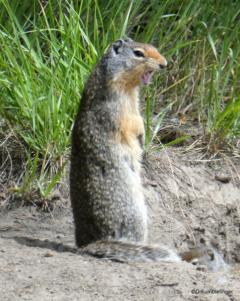 02 Golden Ground Squirrel, Cascade Pond