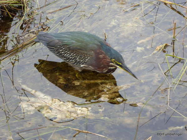 02 Green Heron, Everglades