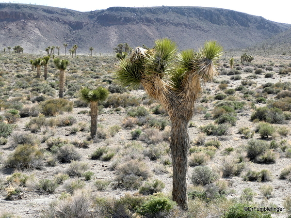 02 Joshua trees