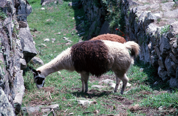 02 Llama, Machu Picchu