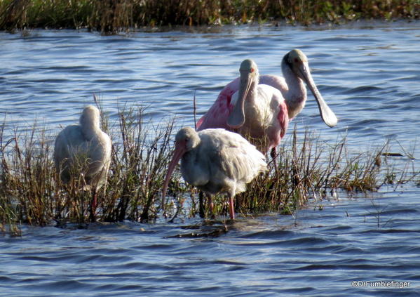 Merritt Island NWR. Roseate spoonbill