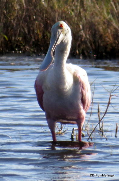 Merritt Island NWR. Roseate spoonbill