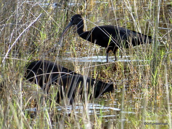 Merritt Island NWR.