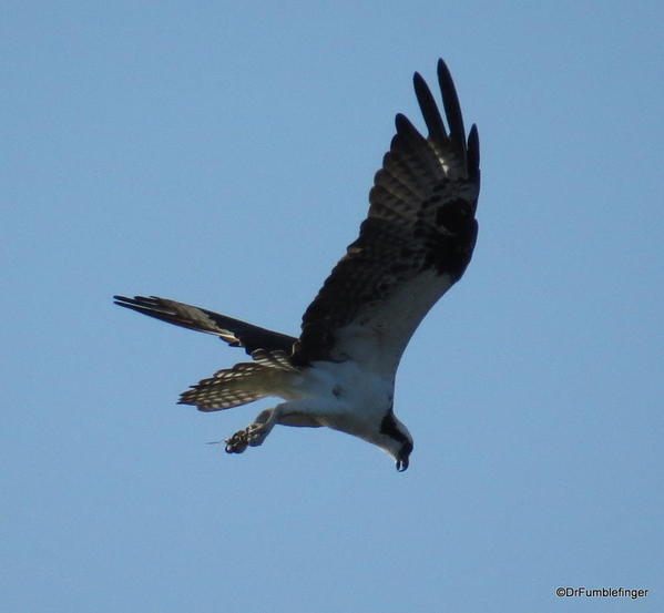 Merritt Island NWR Osprey