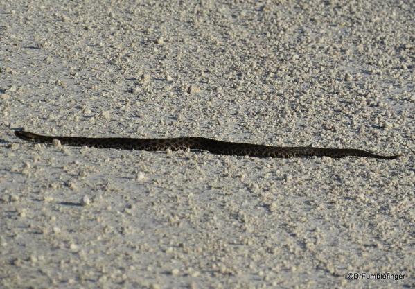 Merritt Island NWR. Snake.