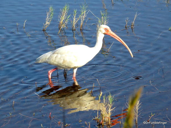 Merritt Island NWR. White Ibis