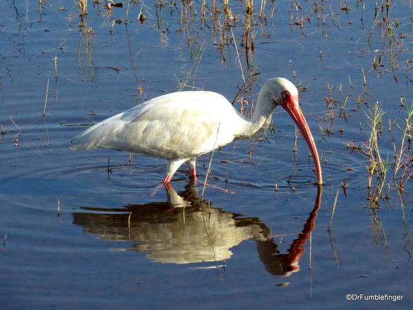 Merritt Island NWR. White Ibis