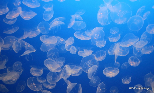 02 Monterey Bay Aquarium. Moon jelly