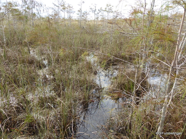 02 Pinelands Trail, Everglades