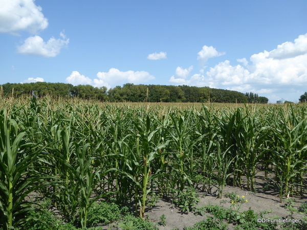 02 Prairie crops, Manitoba (1)