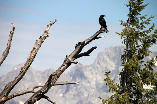 02 Raven, Grand Teton National Park