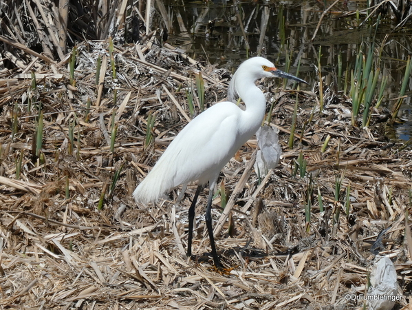 02 Reno wetlands