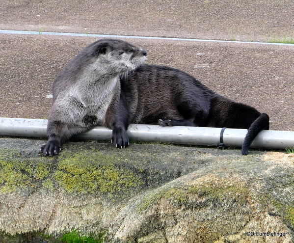 02 River Otters