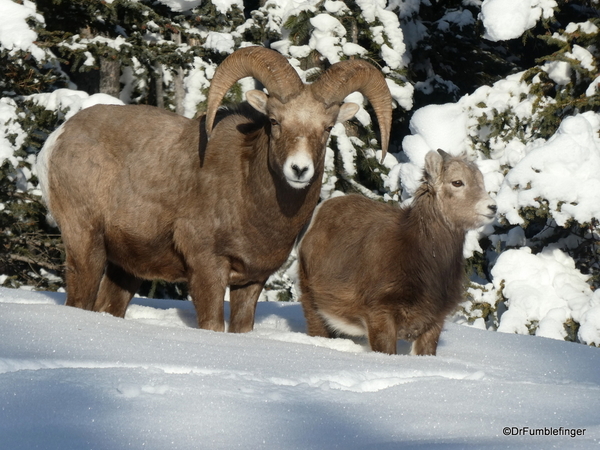 02 Rocky Mountain Bighorns