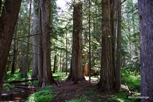 02 Ross Creek Cedars