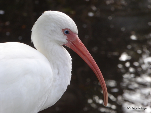 02 White Ibis