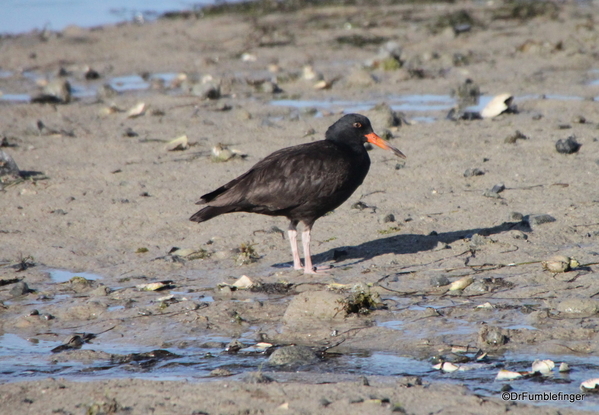 02 black oystercatcher