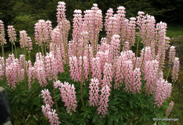 02 lupins