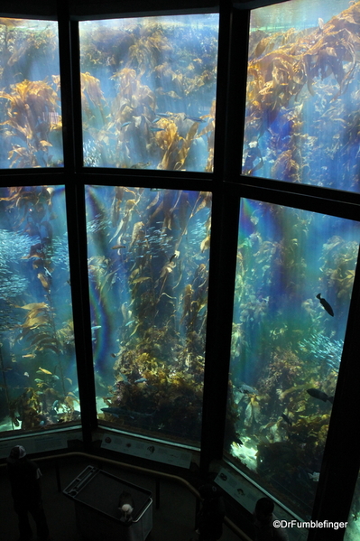 024 Monterey Bay Aquarium. Kelp Forest