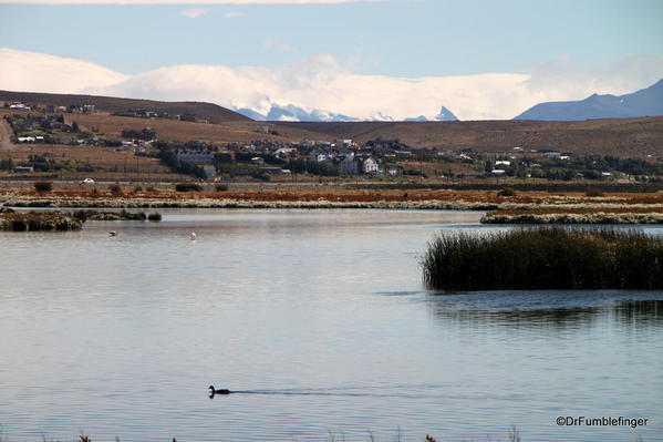 El Calafate, Argentina. Laguna Nimez Nature Preserve