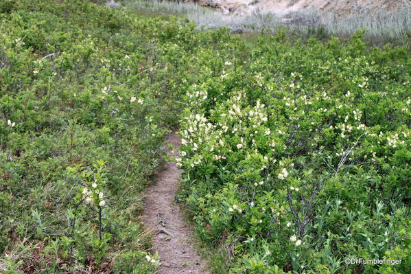 Path and wildflowers, Horseshoe Canyon