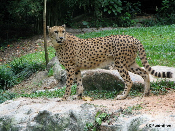 026 Singapore 2-2006. Zoo. CHEETAH