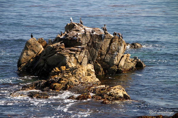 Seventeen Mile Drive, Cormorants and Gulls