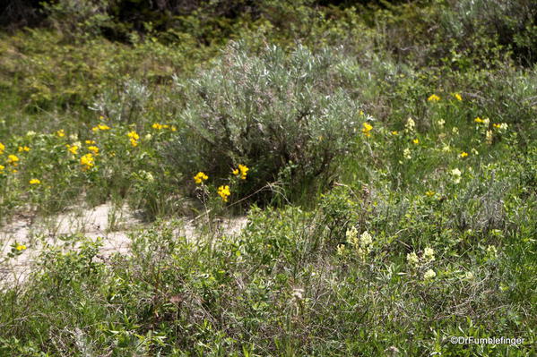 Path and wildflowers, Horseshoe Canyon