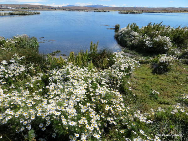 El Calafate, Argentina. Laguna Nimez Nature Preserve